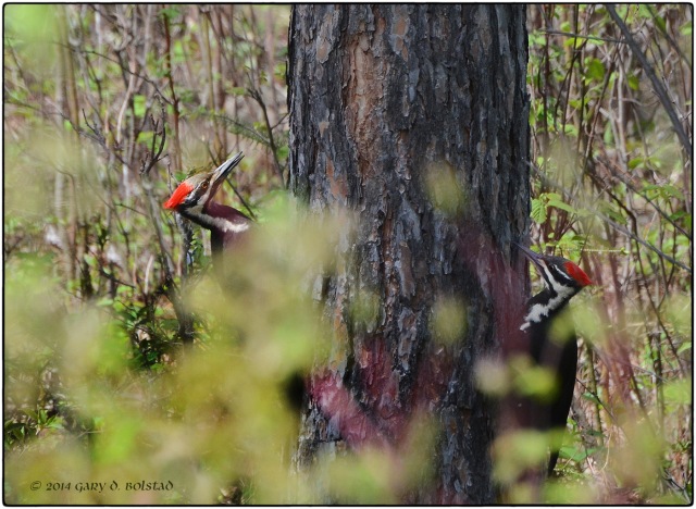 Pileated partners 9998