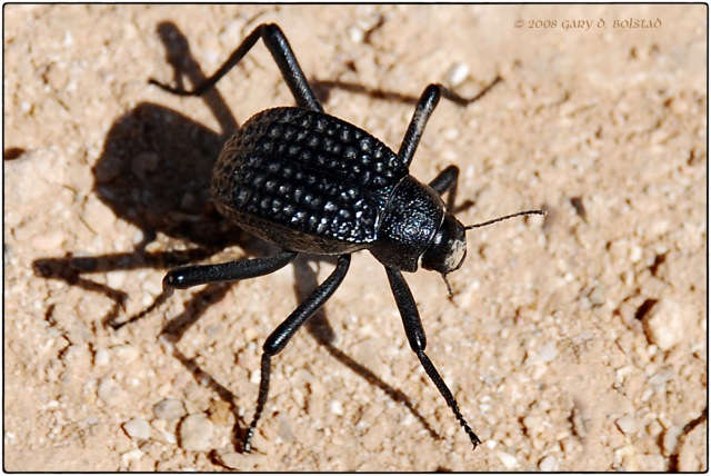 Darkling Beetle 1375